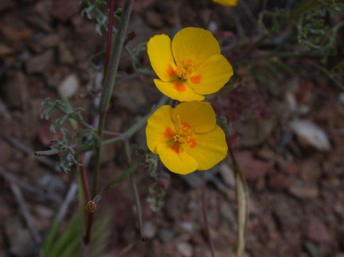 Eschscholzia ramosa — houseplant care guide