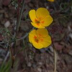 Eschscholzia ramosa