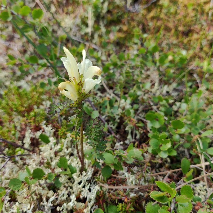Pedicularis capitata — houseplant care guide