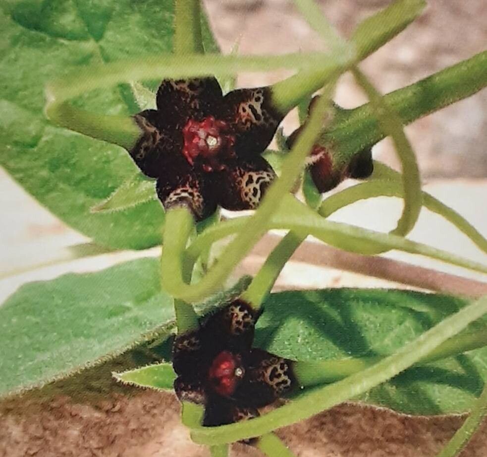 Ceropegia megasepala — search result for 'Ceropegia'