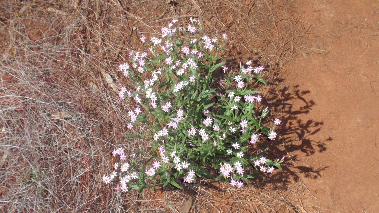 Schoenia cassiniana habit