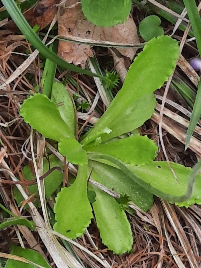 Primula farinosa — search result for 'Primula'