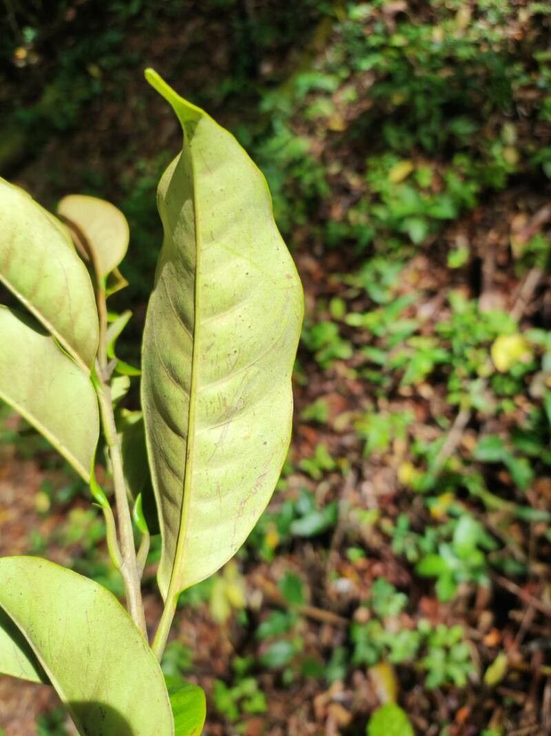 Eugenia monteverdensis — houseplant care guide