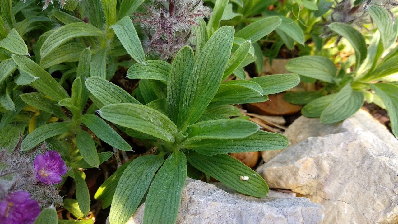 Stachys lavandulifolia — search result for 'Stachys'