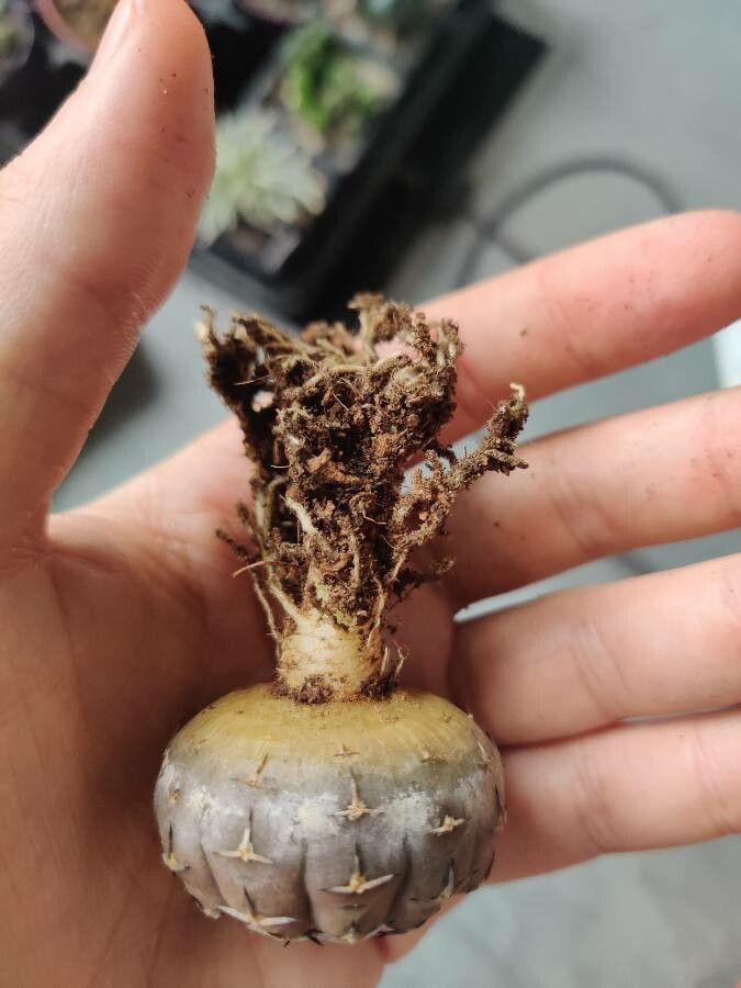 Gymnocalycium platense other