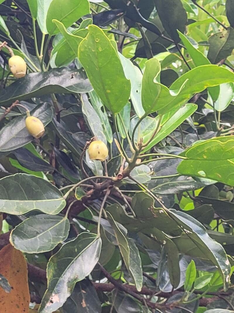 Hernandia cordigera fruit