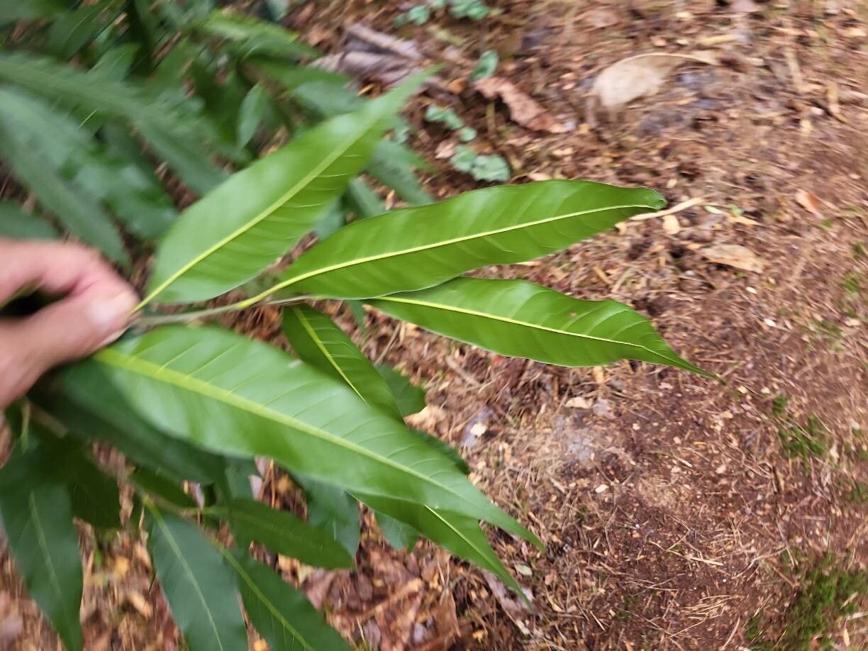 Quercus engleriana leaf