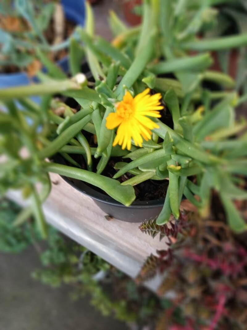 Rhombophyllum dolabriforme bark
