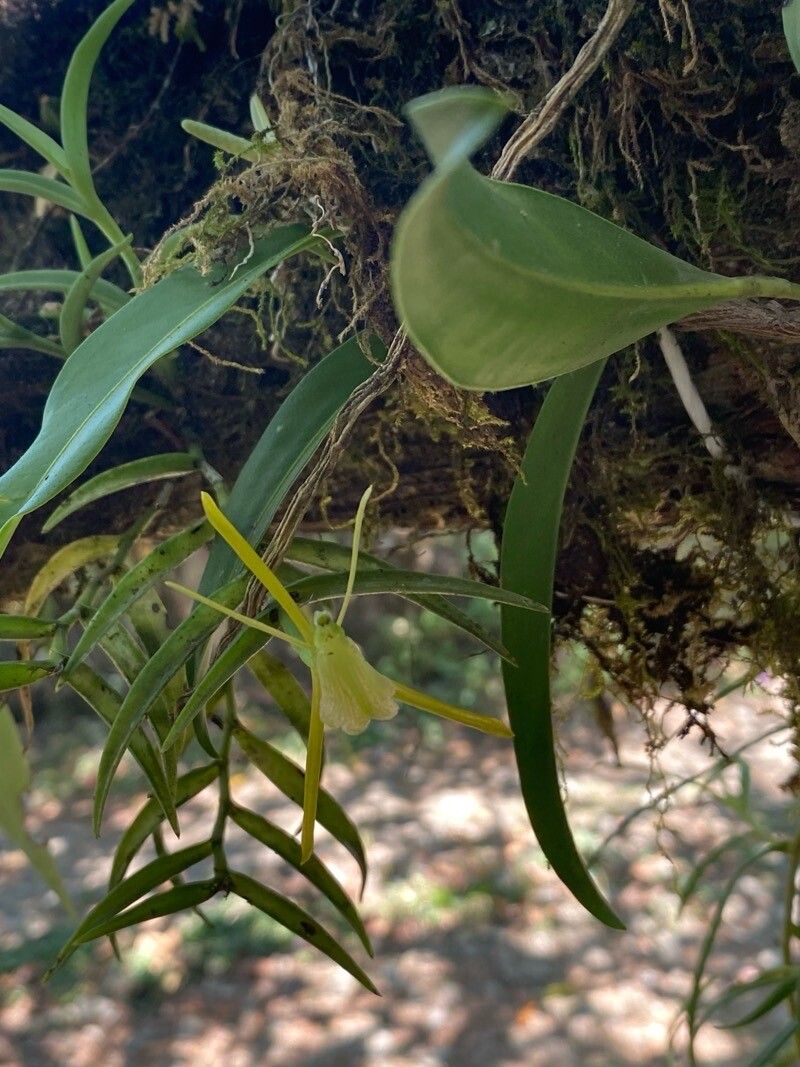Epidendrum atwoodii flower