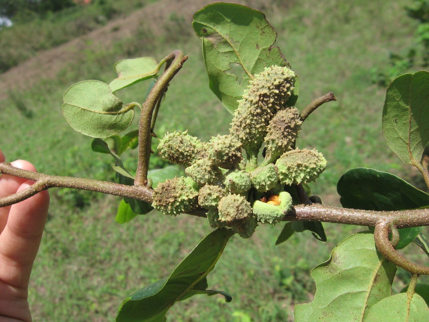 Uvaria kirkii fruit