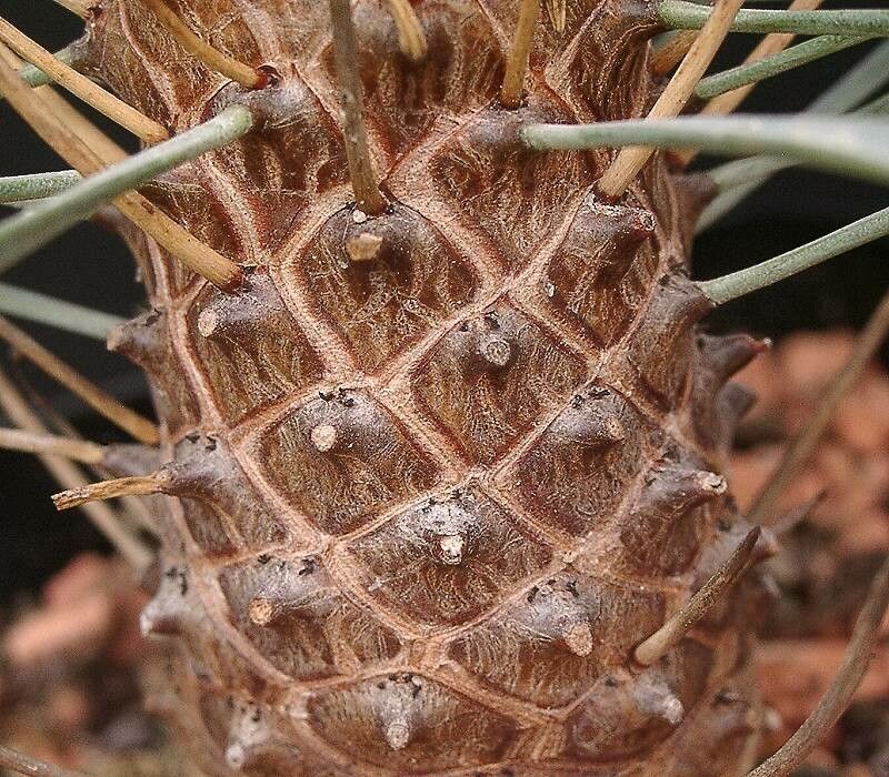 Euphorbia multifolia bark