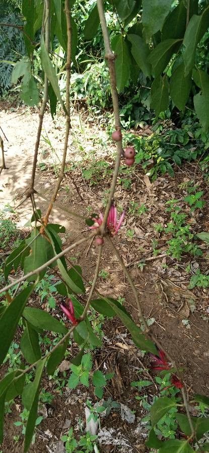 Tapinanthus belvisii flower
