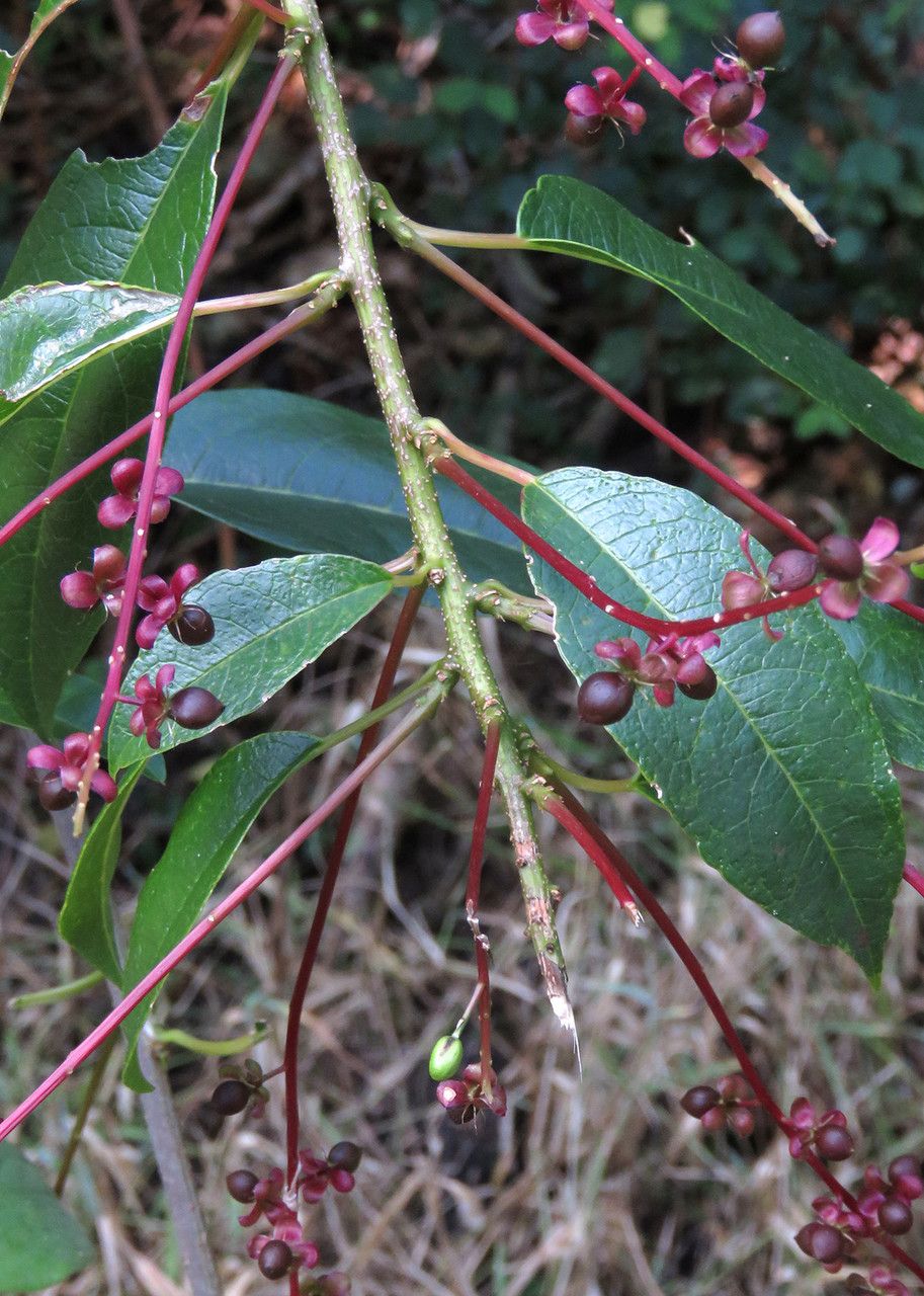 Trichostigma octandrum leaf