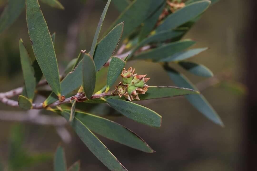 Melaleuca groveana flower