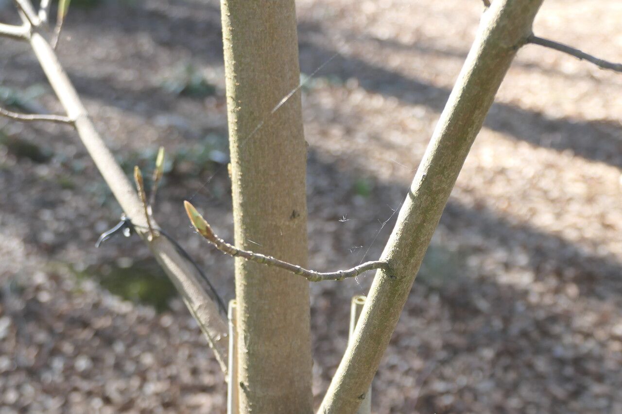 Acer sterculiaceum bark