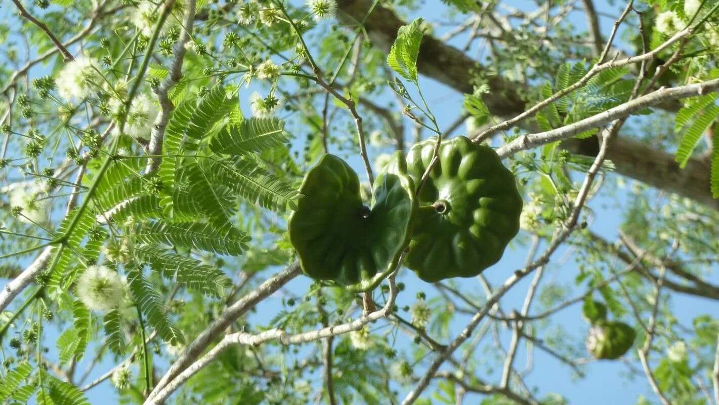 Enterolobium cyclocarpum fruit