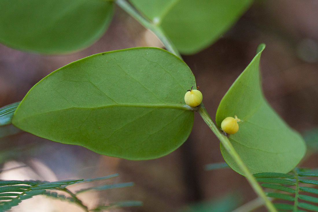 Phyllanthus parainduratus fruit