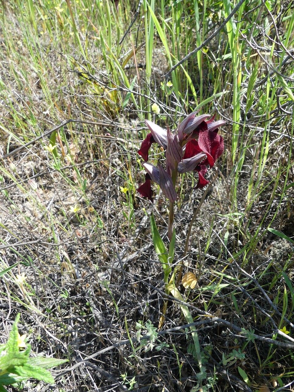 Serapias cordigera habit