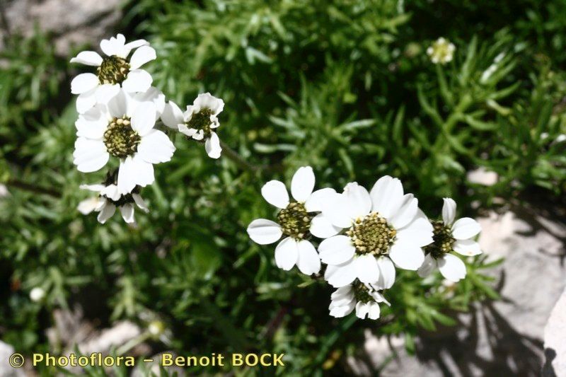 Achillea oxyloba other