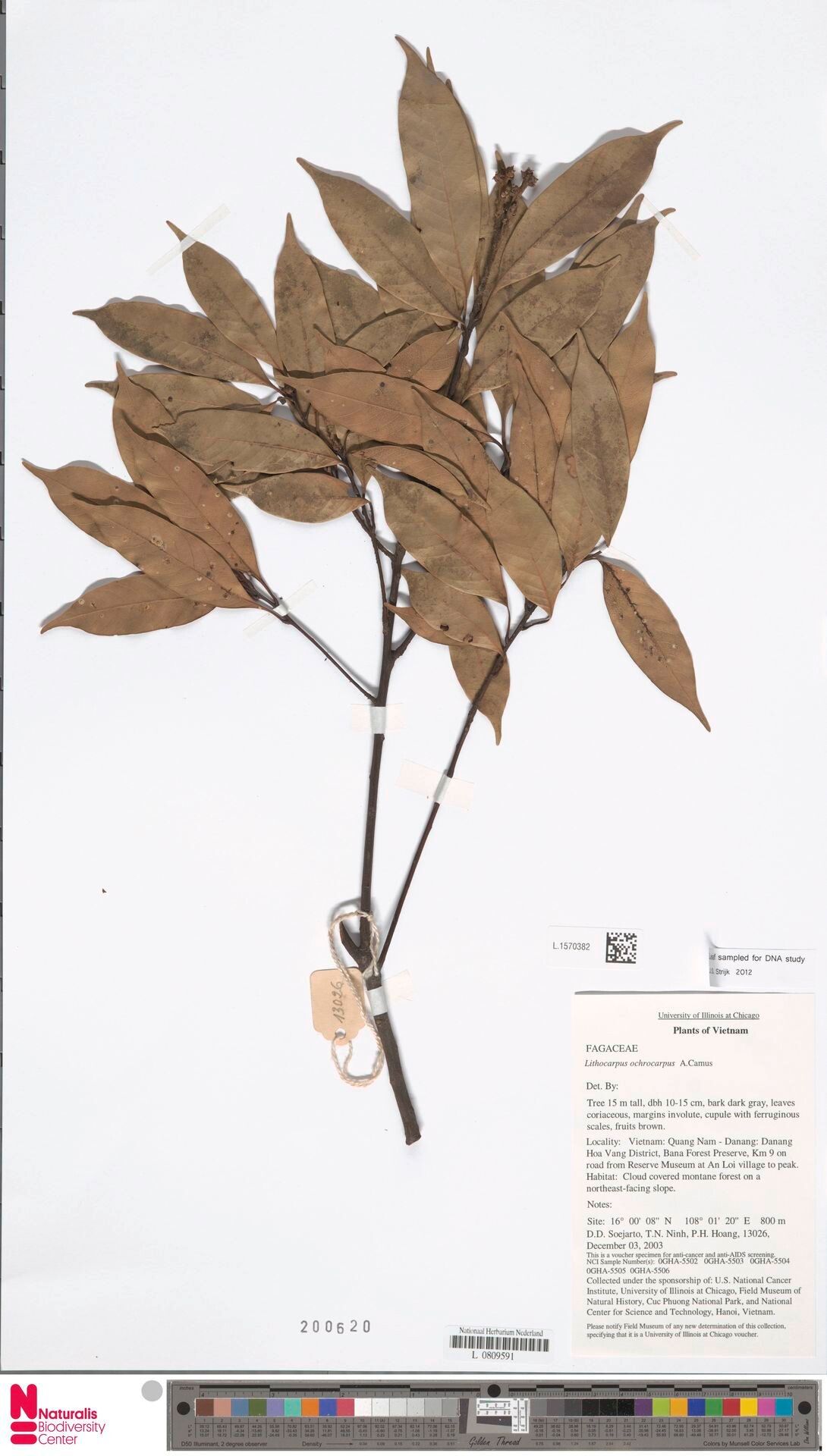 Lithocarpus ochrocarpus — houseplant care guide