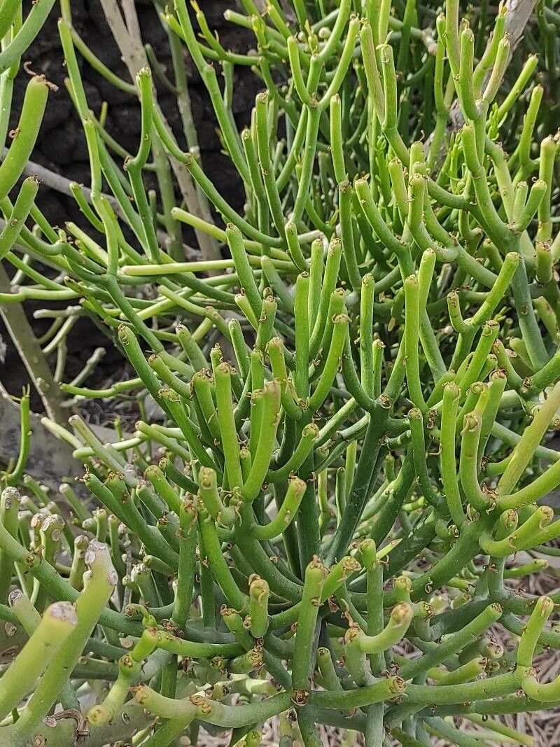 Euphorbia aphylla bark