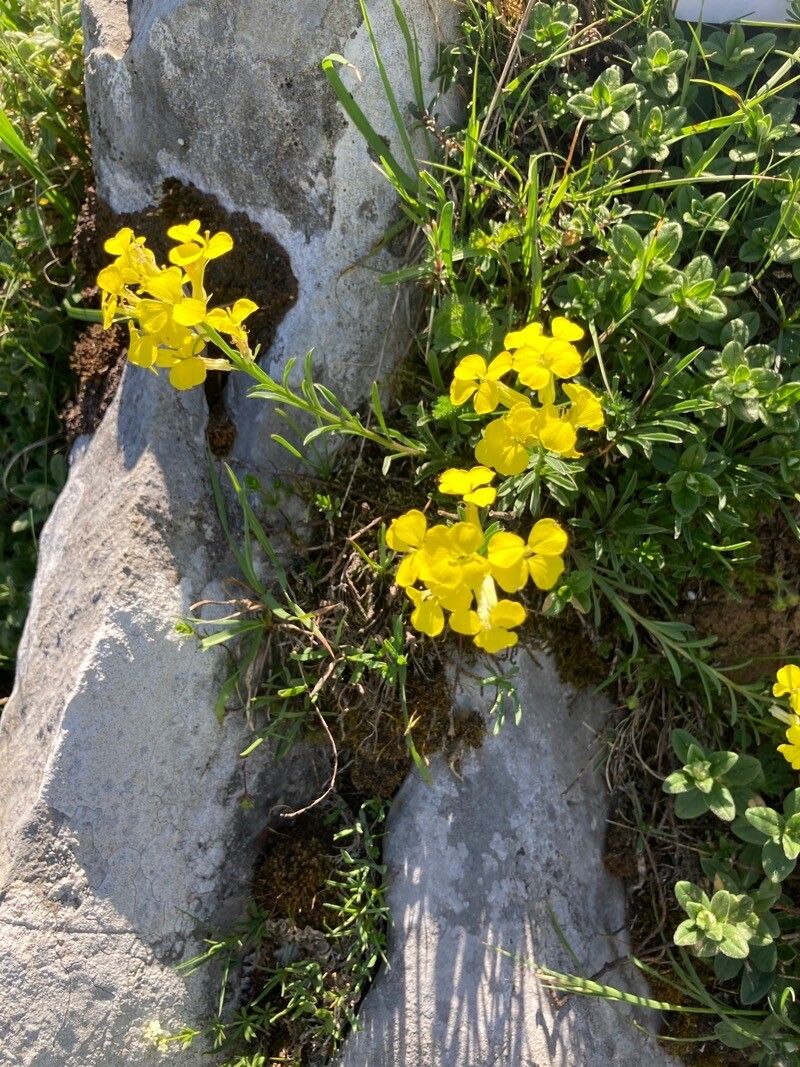 Erysimum seipkae flower