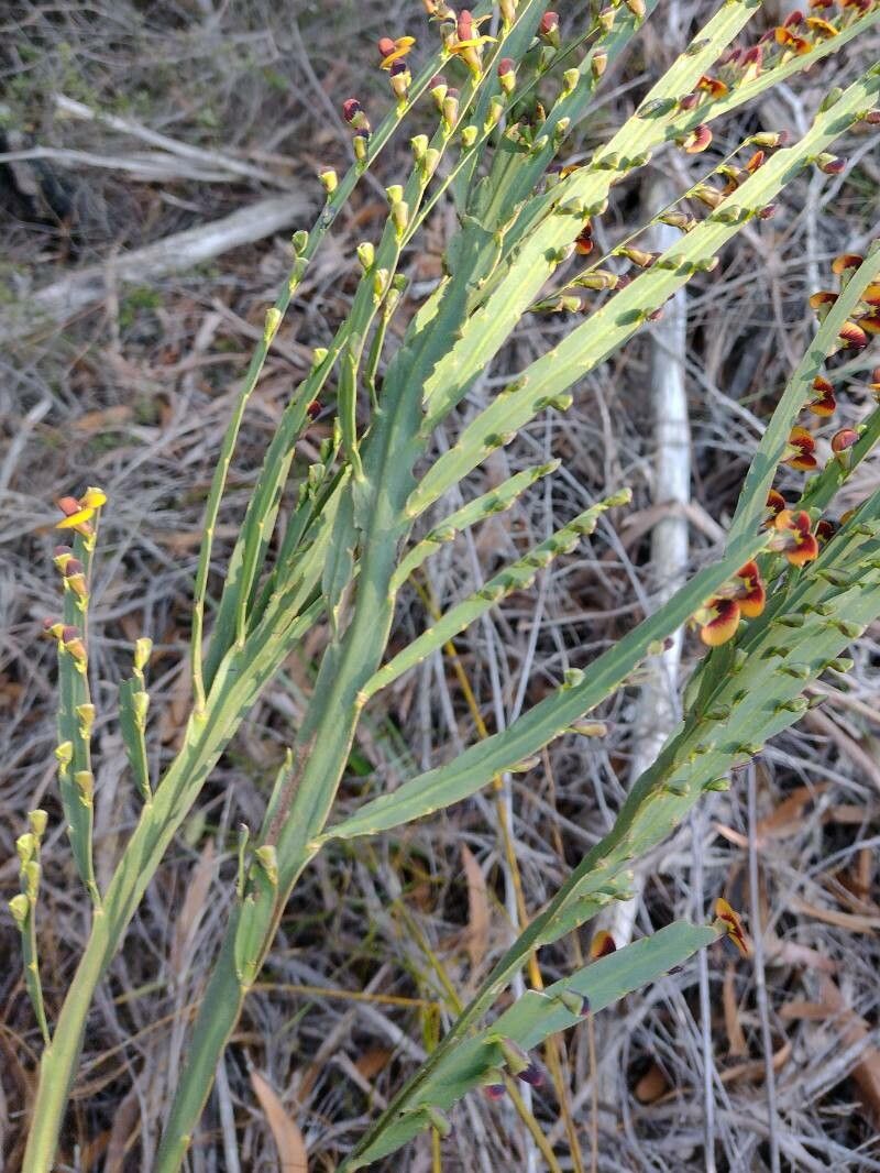Bossiaea scolopendria bark