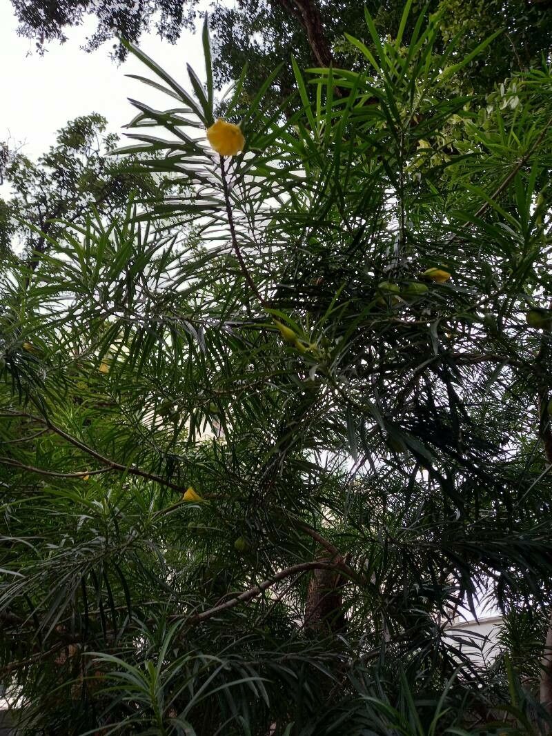 Cascabela thevetioides flower
