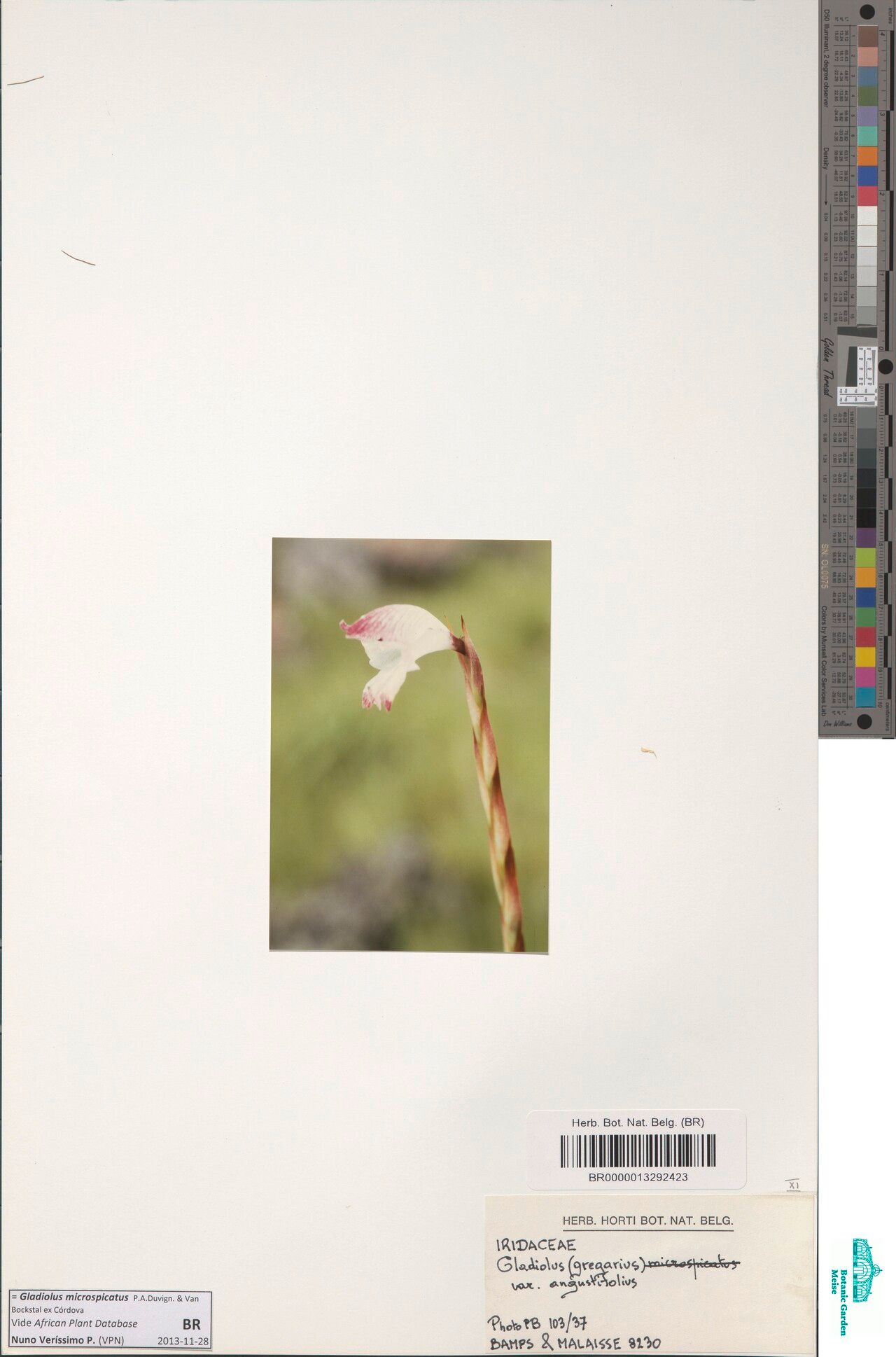 Gladiolus microspicatus — search result for 'Gladiolus'