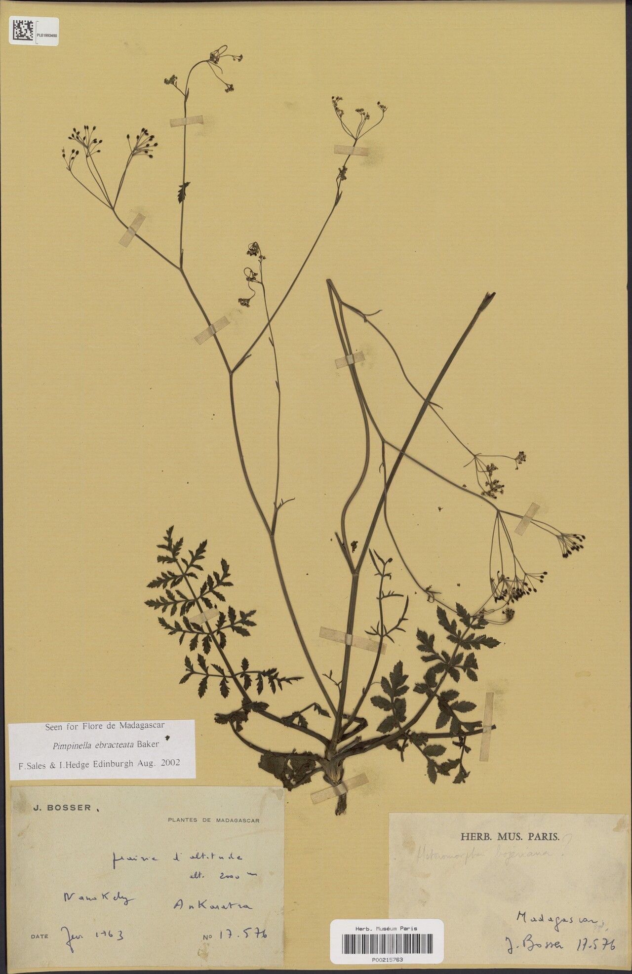Pimpinella ebracteata — search result for 'Pimpinella'