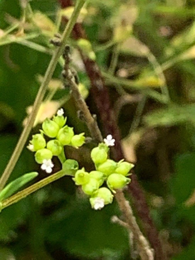 Valerianella dentata fruit