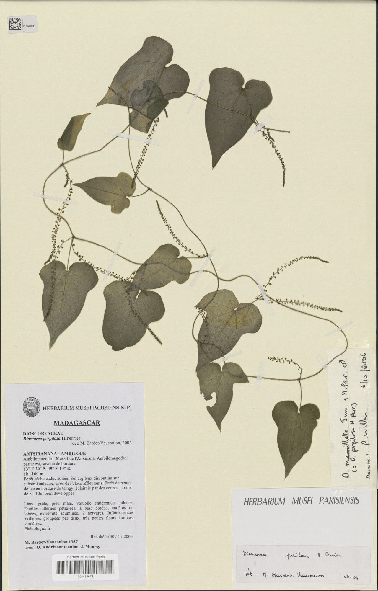 Dioscorea mamillata — houseplant care guide