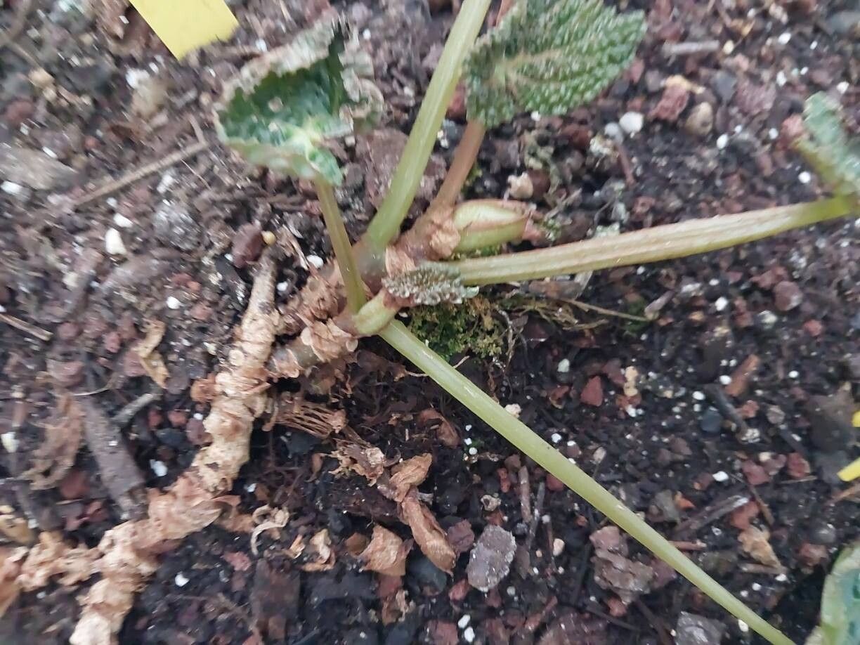 Begonia moysesii bark