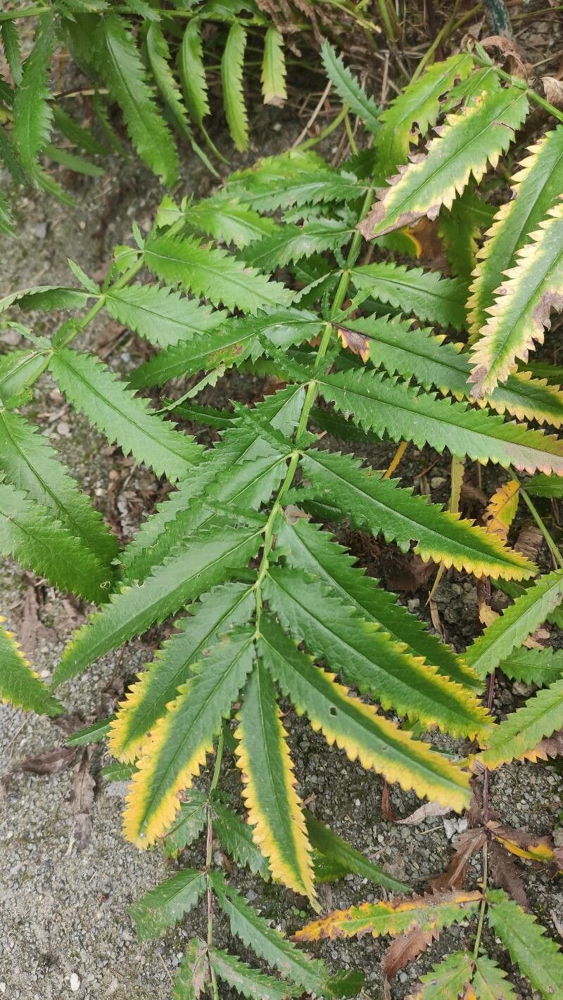 Sanguisorba alpina leaf