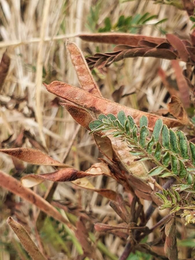Chamaecrista fallacina fruit