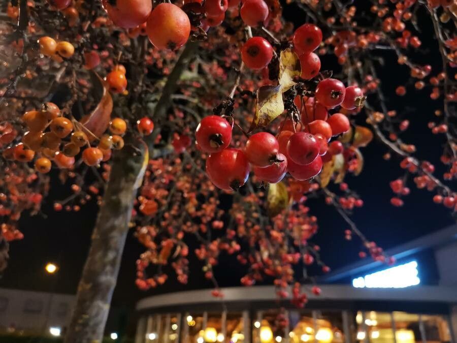 Malus floribunda fruit