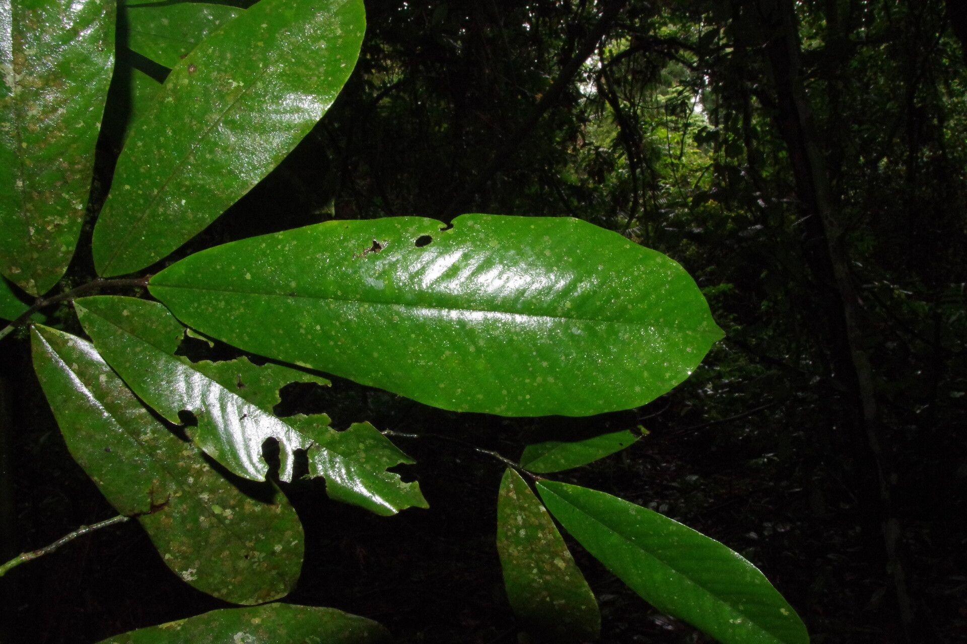 Piptostigma glabrescens leaf
