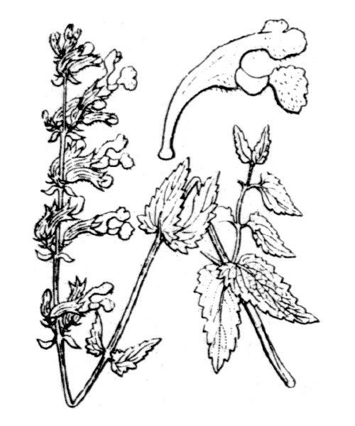 Nepeta agrestis other