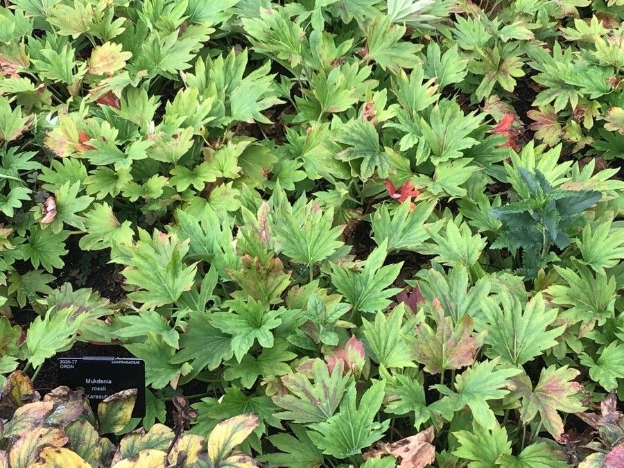 Mukdenia rossii — search result for 'Saxifragaceae'