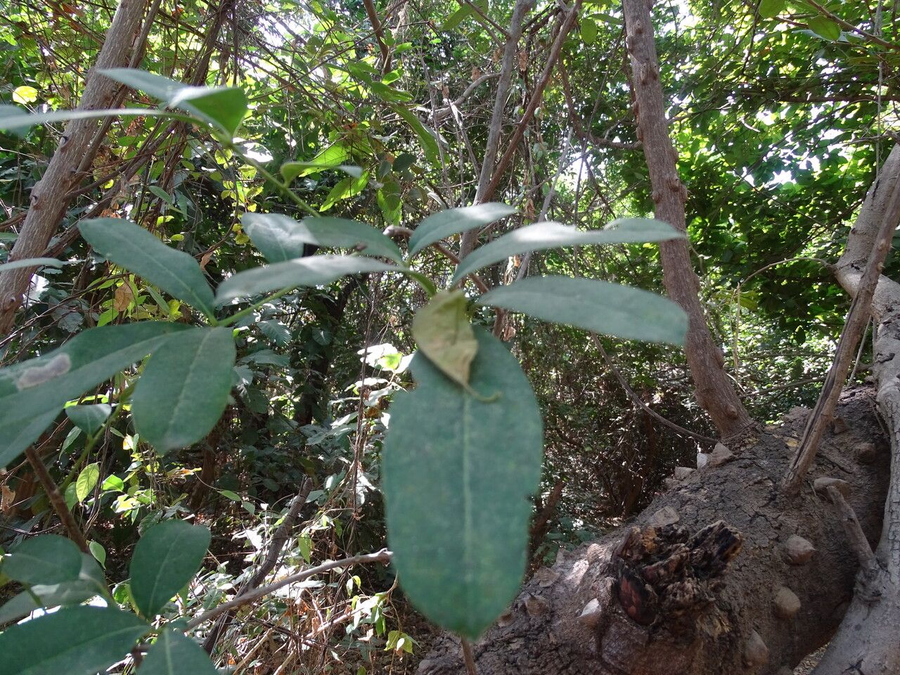 Zanthoxylum zanthoxyloides leaf