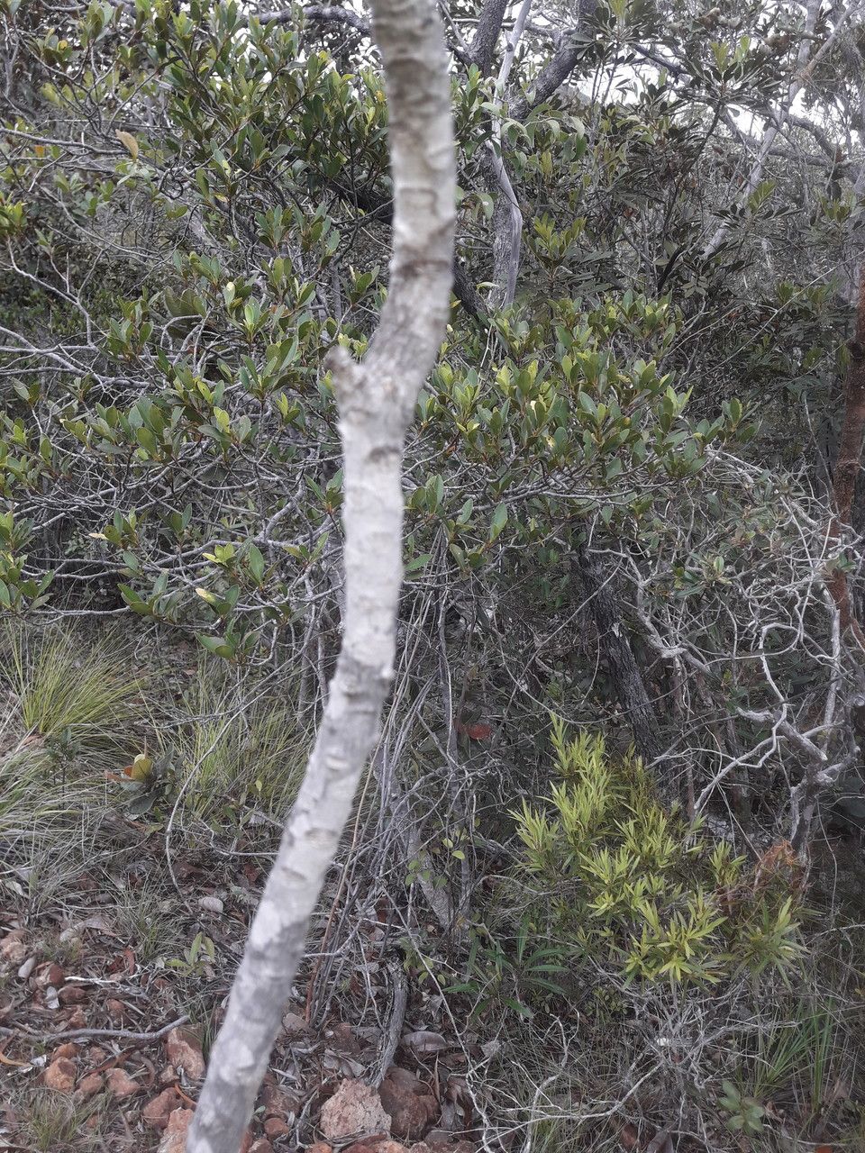 Xanthostemon ferrugineus bark