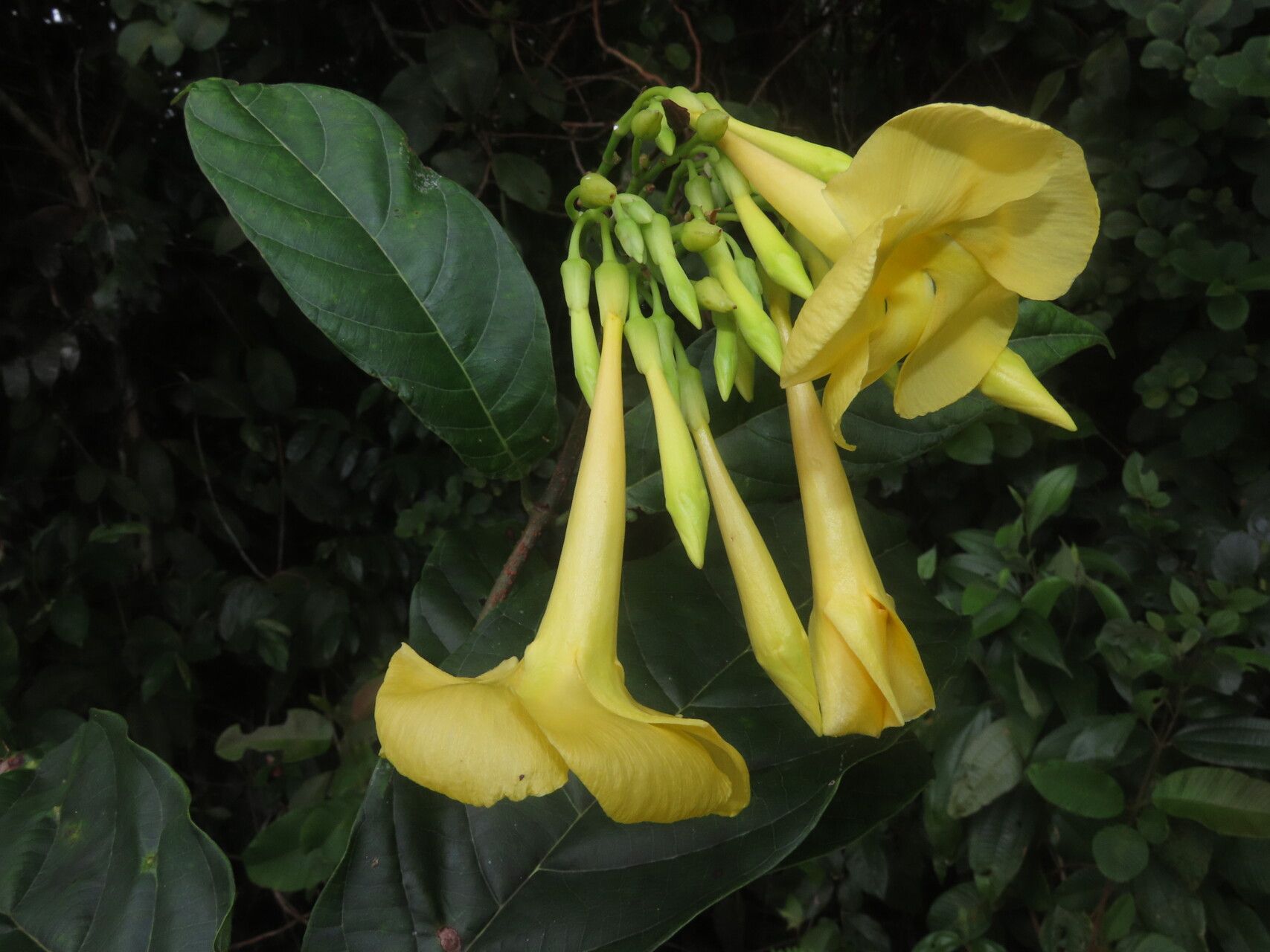 Odontadenia semidigyna flower