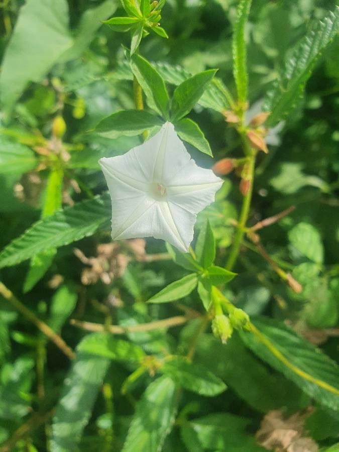 Ipomoea hochstetteri flower