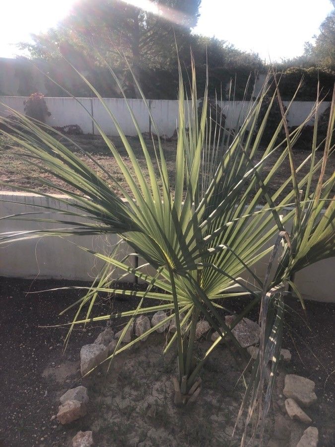 Sabal uresana — search result for 'Sabal'