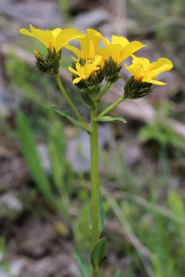 Linum capitatum other