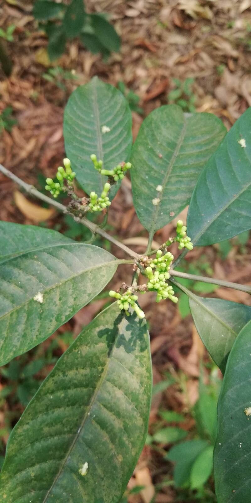 Rauvolfia mannii flower