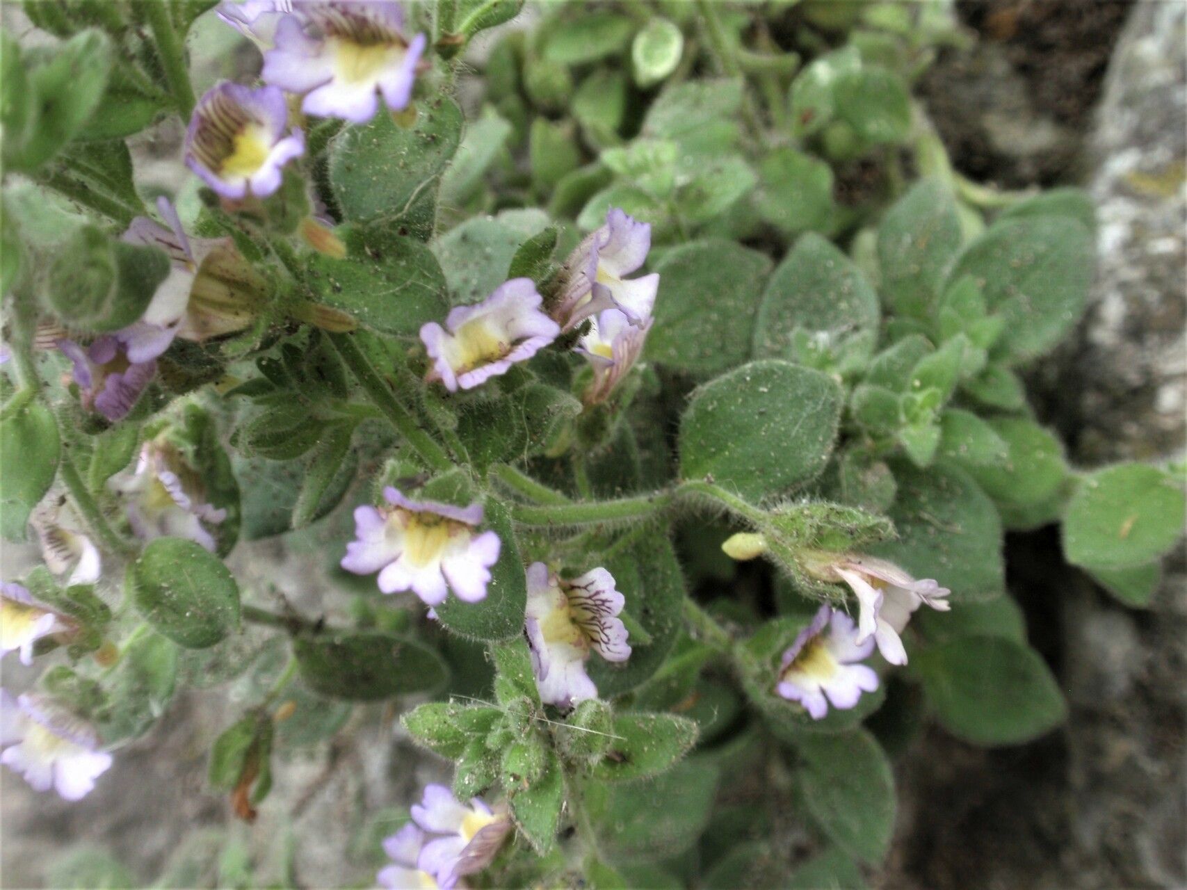 Chaenorhinum villosum flower