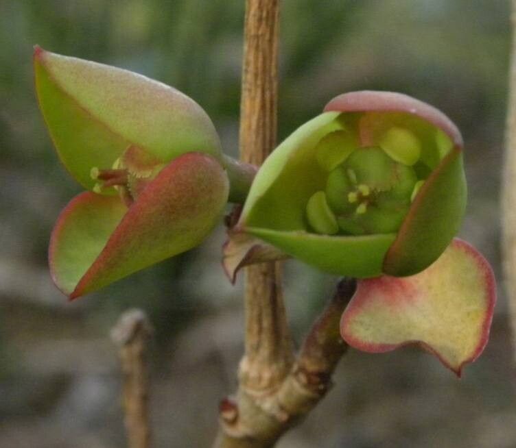 Euphorbia specksii flower