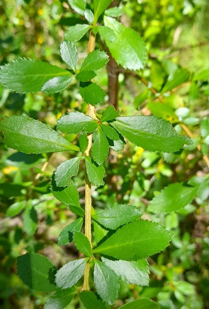 Escallonia leucantha leaf