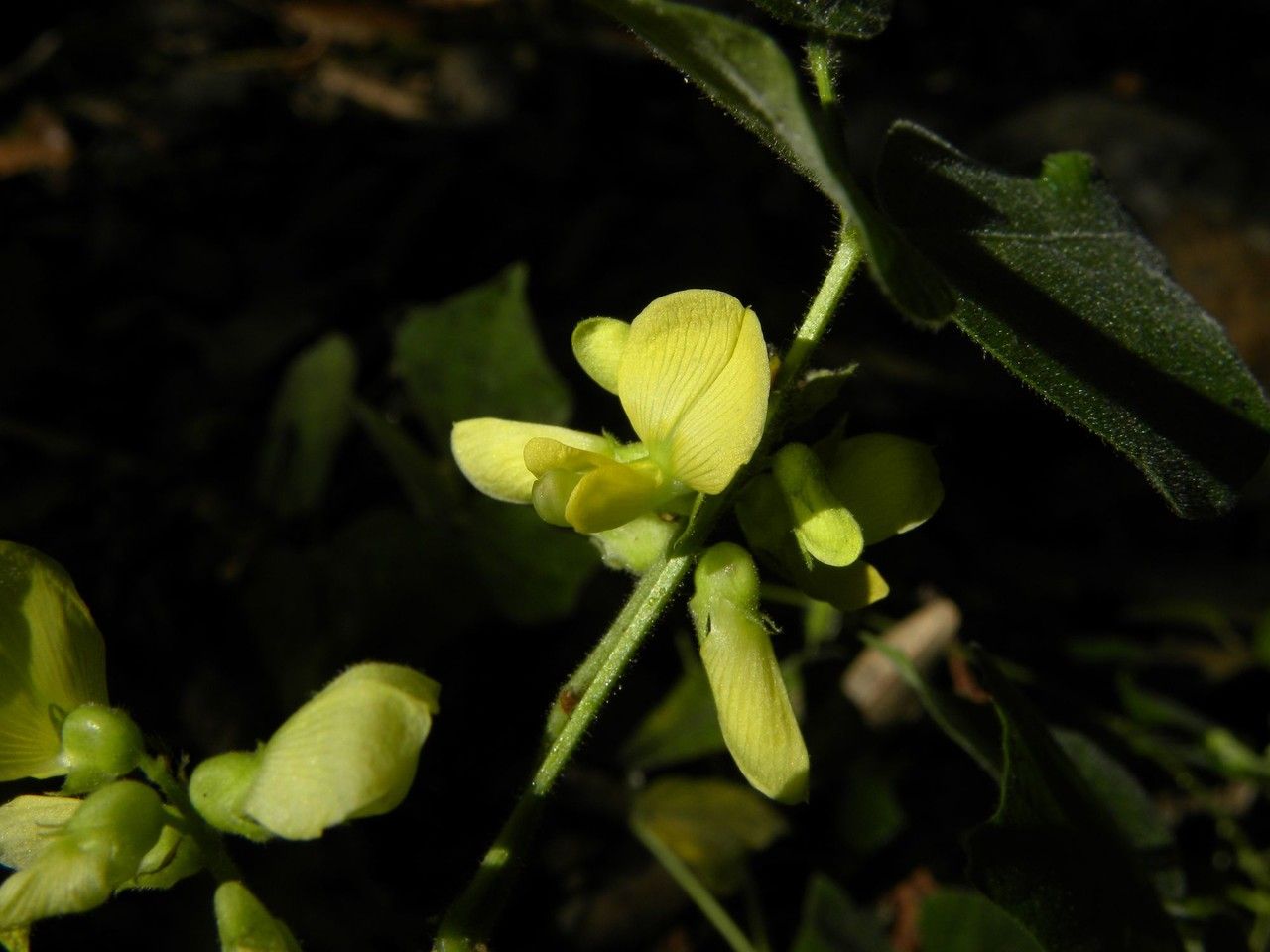 Vigna mungo flower